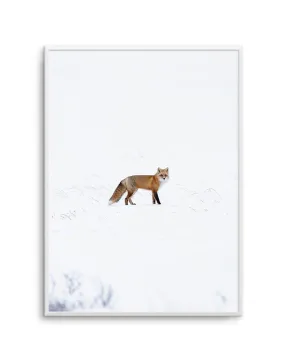 Arctic Fox | PT Art Print